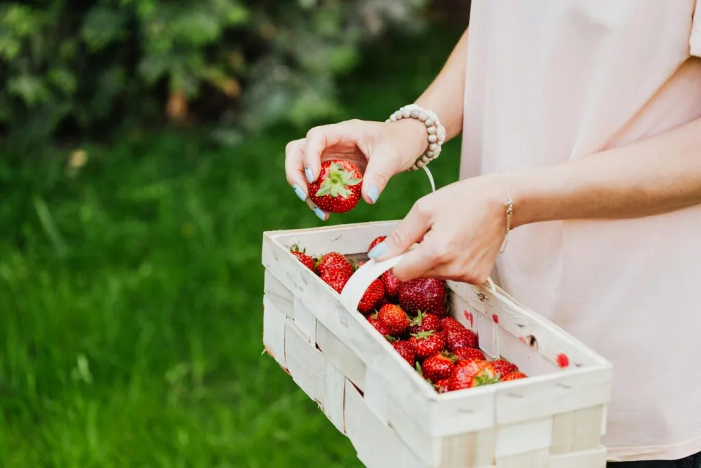 Strawberry Picking Farms in Bangalore in 2026