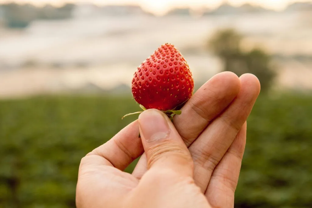 A person holding a strawberry
