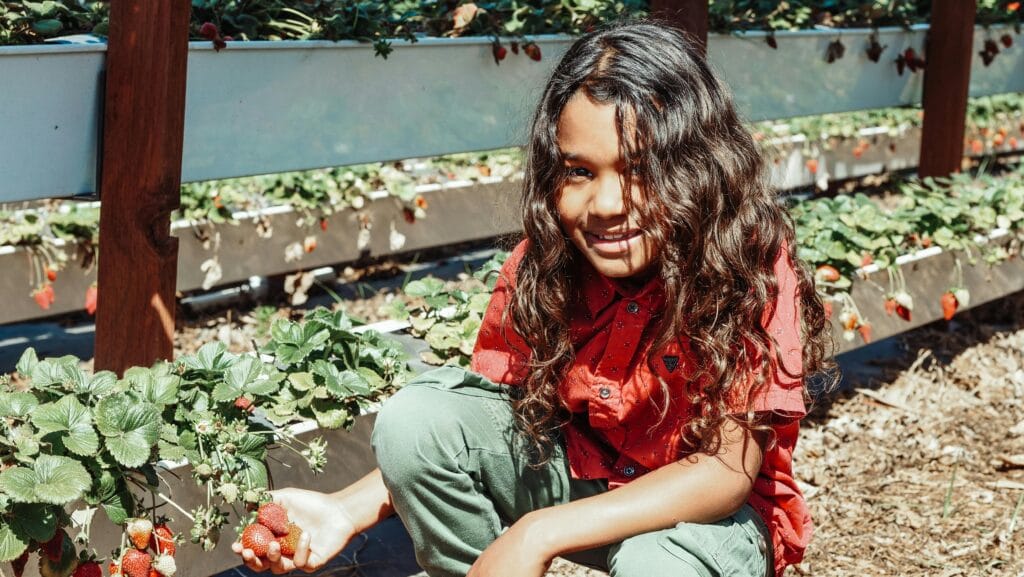 A little girl picking a strawberry